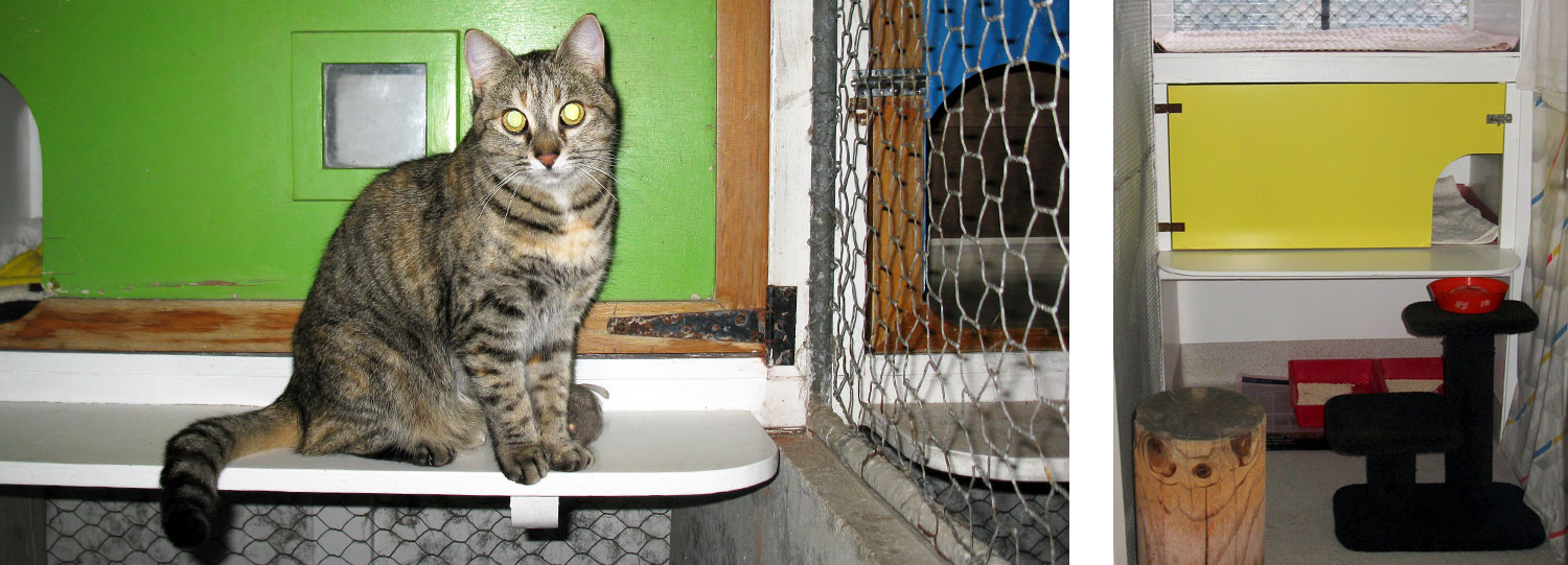 A Cat's World Cattery Tauranga - Cat Accommodation