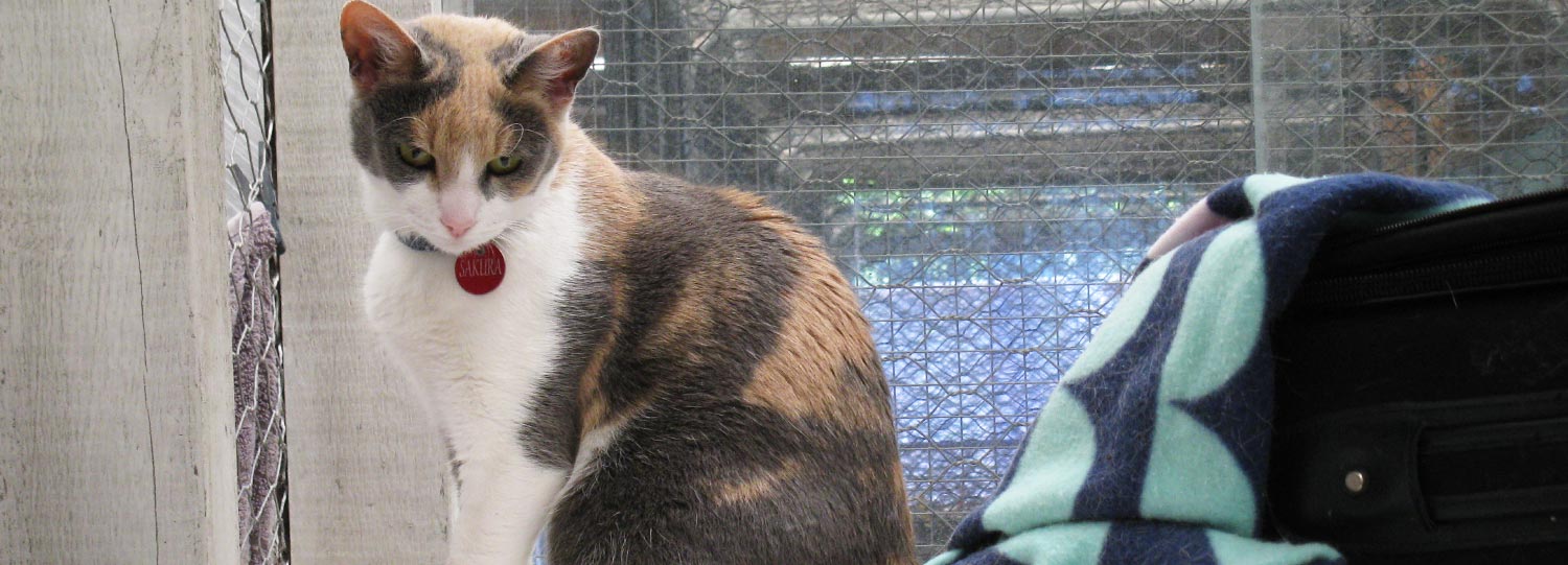 Tauranga Cattery | Caring for your cat